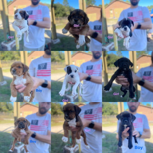 Aussie Shepard Mixes