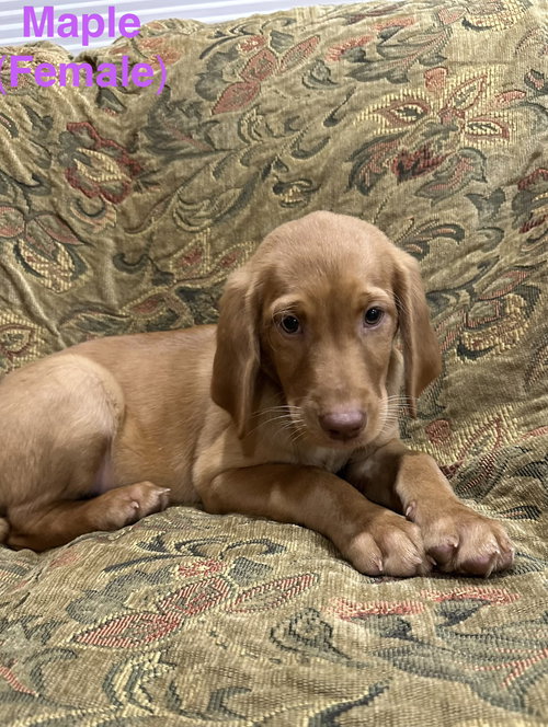 Maple