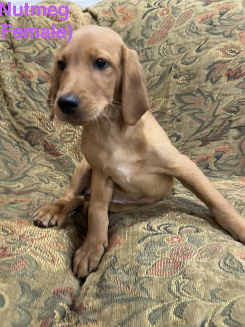 Nutmeg