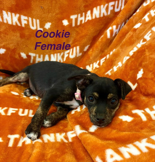 Cookie