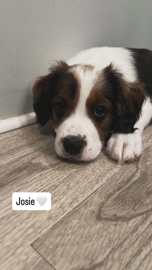 Josie