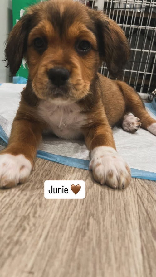 Junie