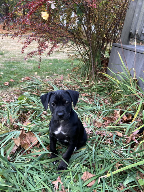 Ella