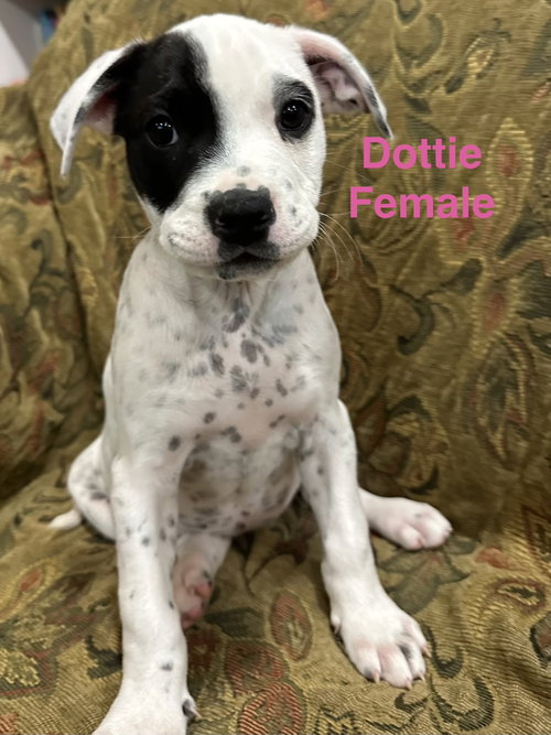 Dottie