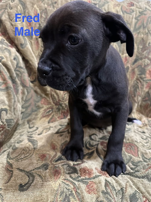 Fred