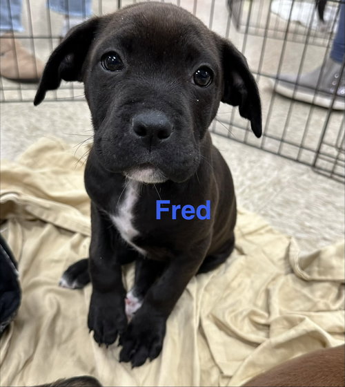 Fred