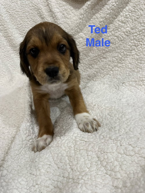 Ted