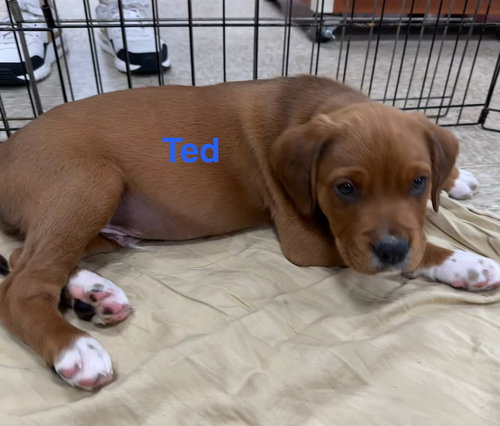 Ted
