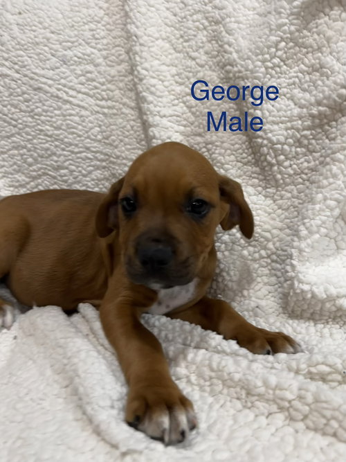 George