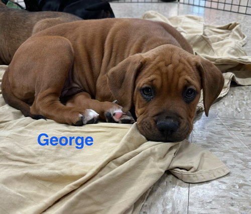 George