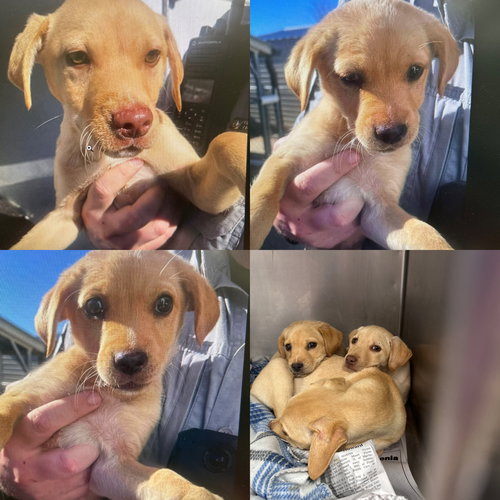 Lab mix puppies
