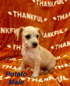 Potato