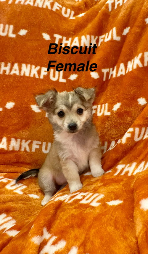Biscuit