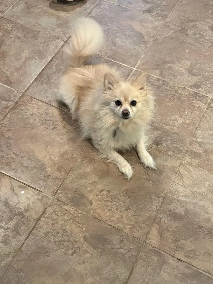 Milo And Watson - Pomeranian