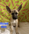 Blizzard