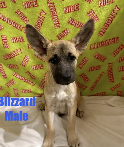 Blizzard