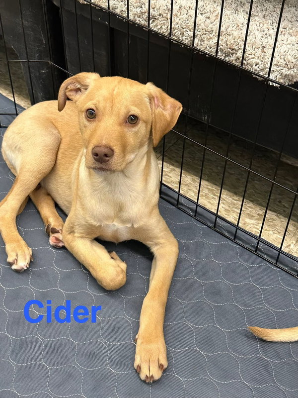 Cider