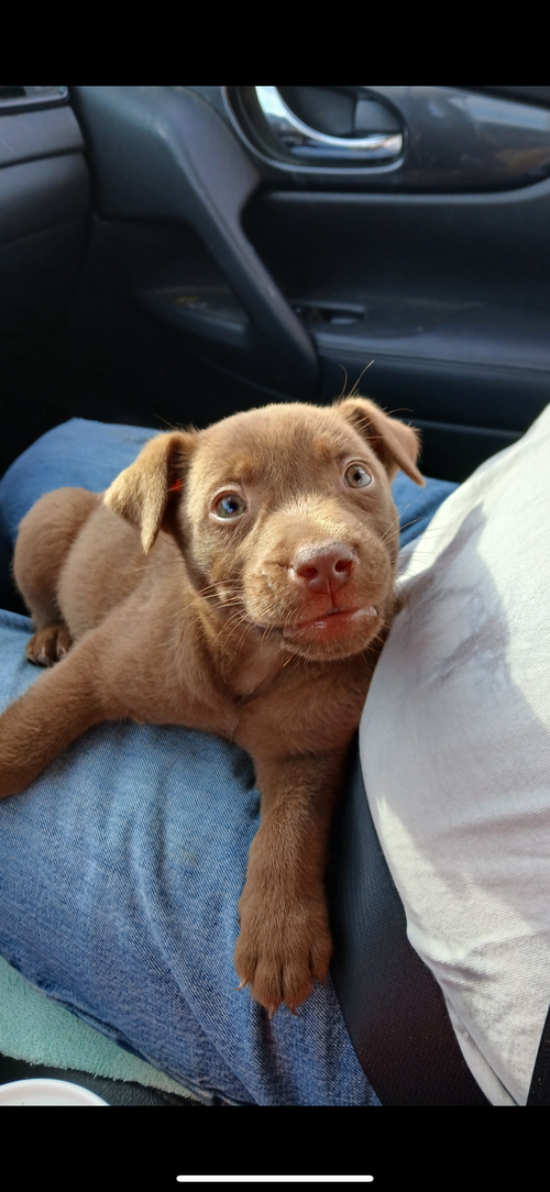 Odie
