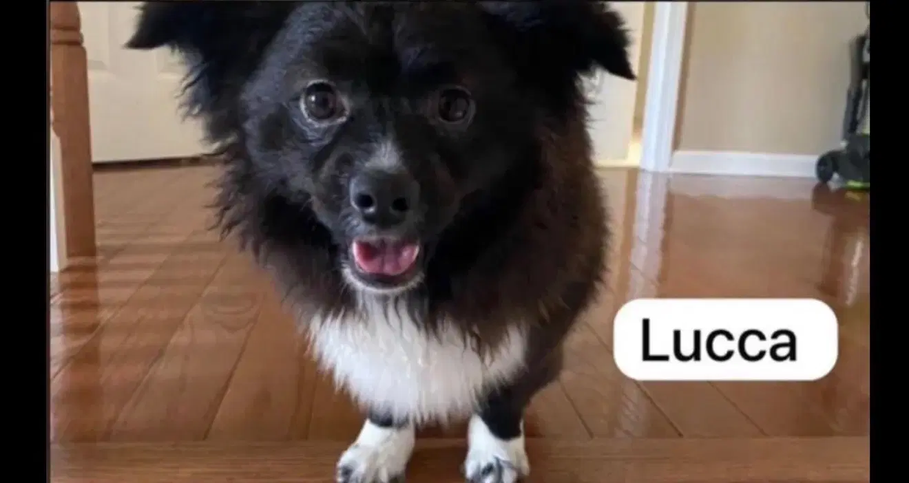 Lucca - Shetland Sheepdog Sheltie