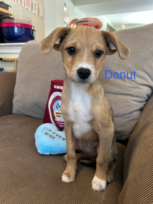 Donut