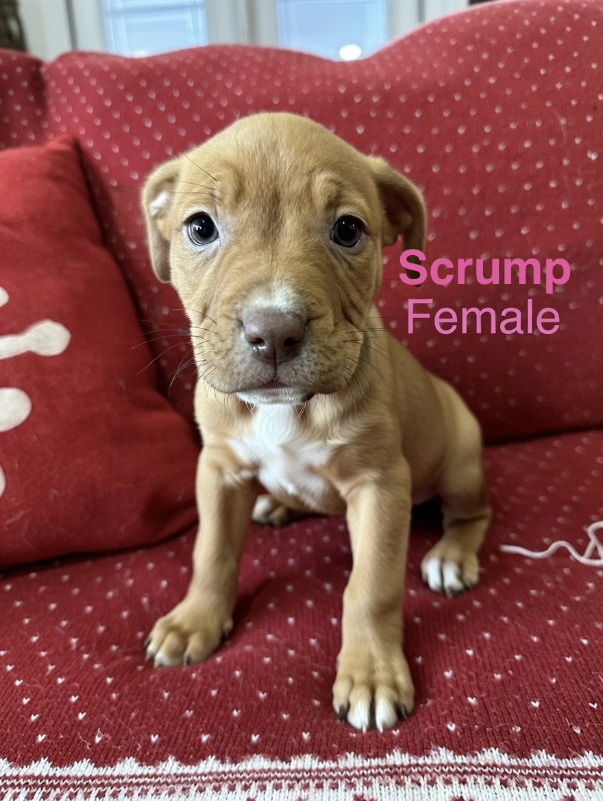 Scrump