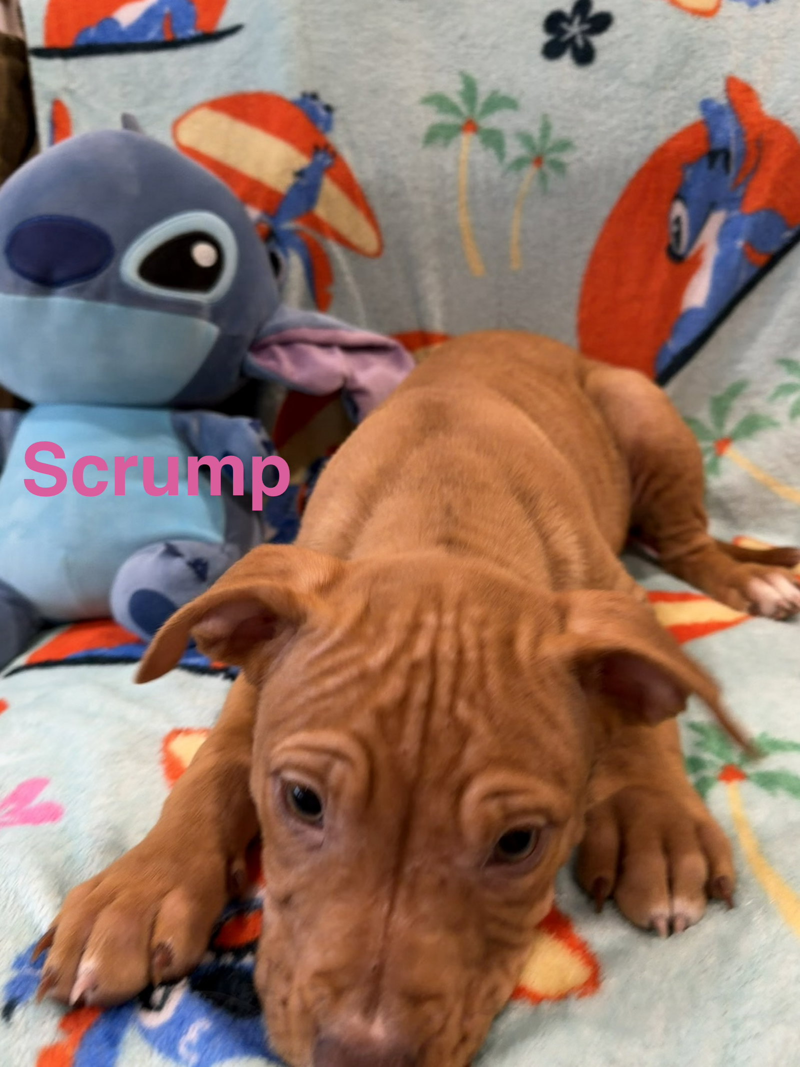 Scrump