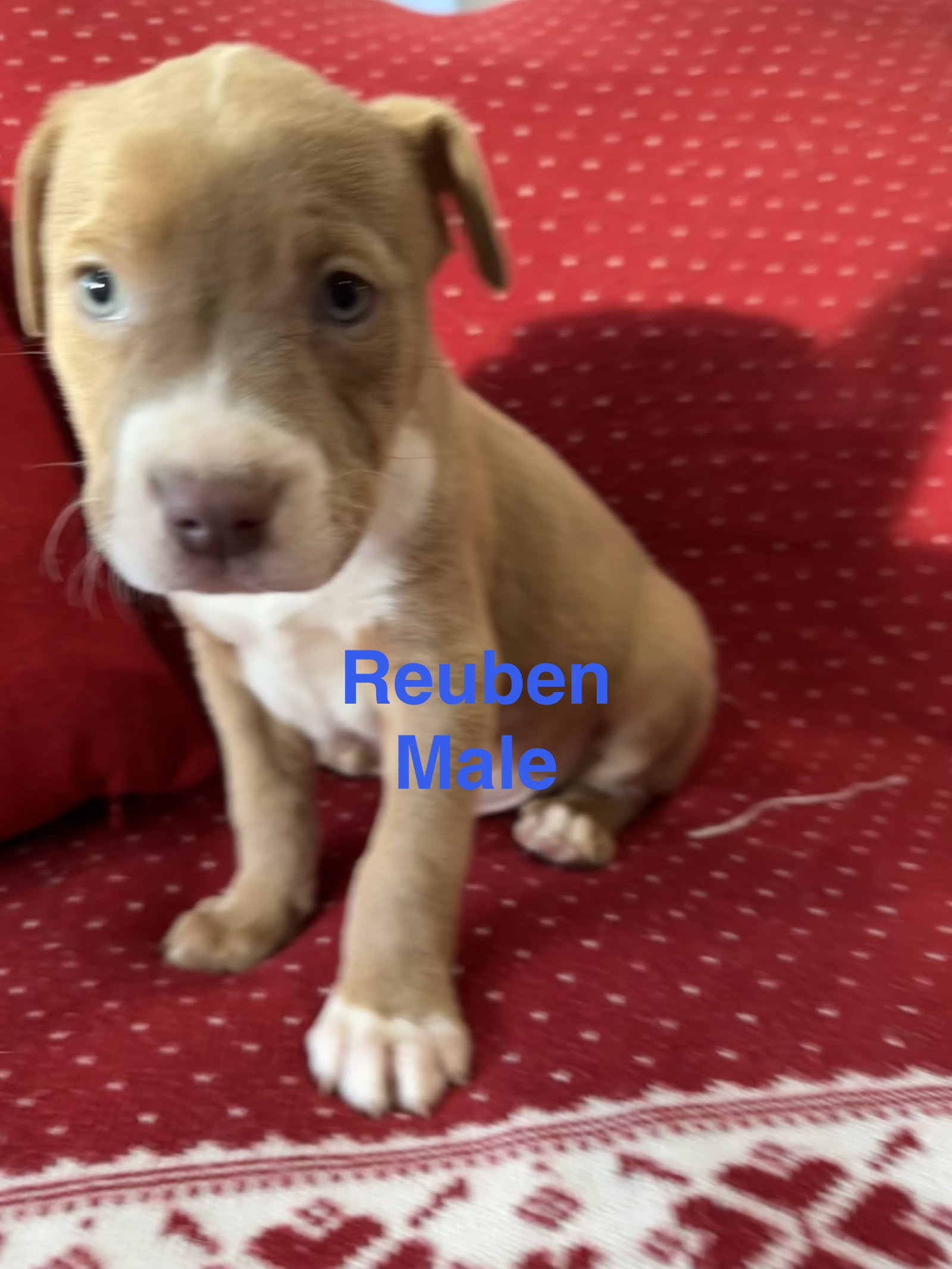 Reuben Image
