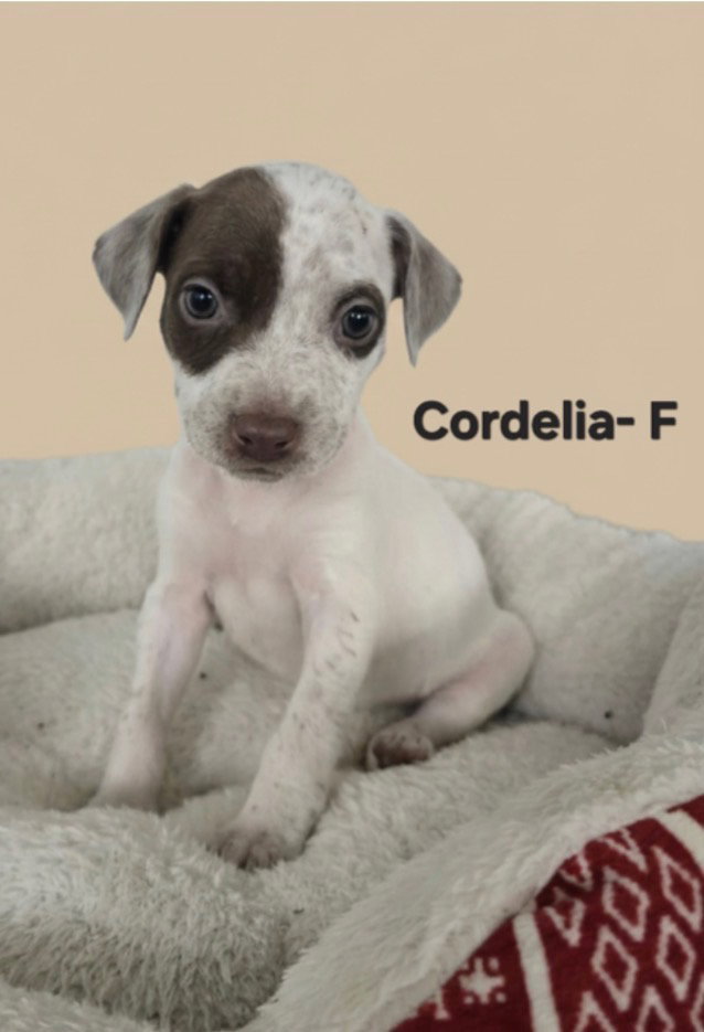 Cordelia Image