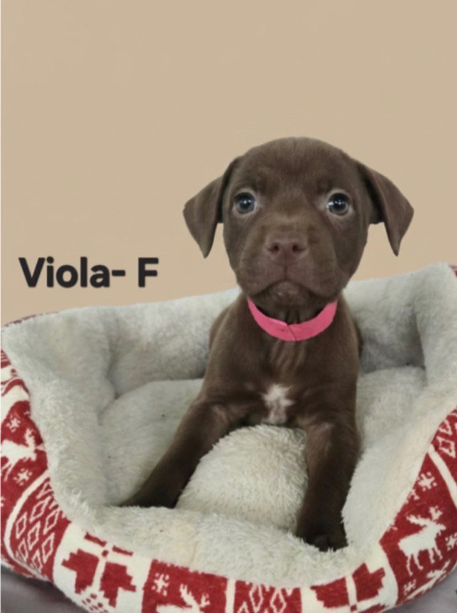 Viola Image