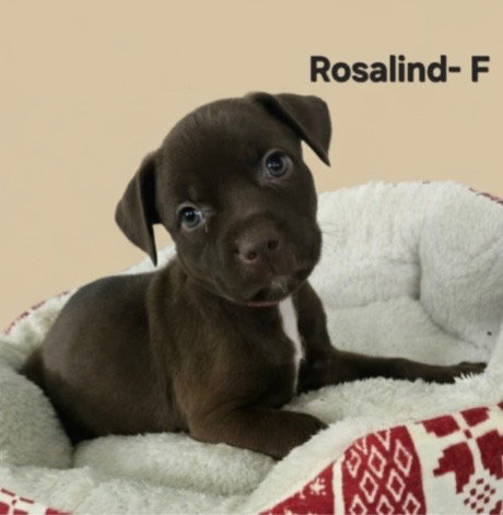 Rosalind Image