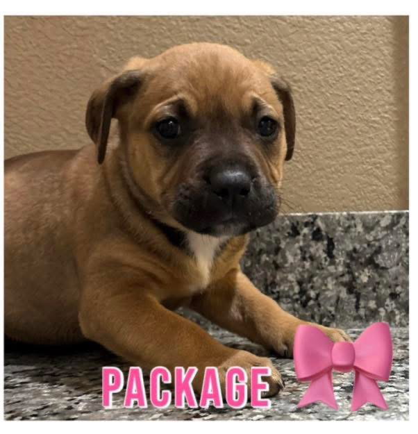 Package Image
