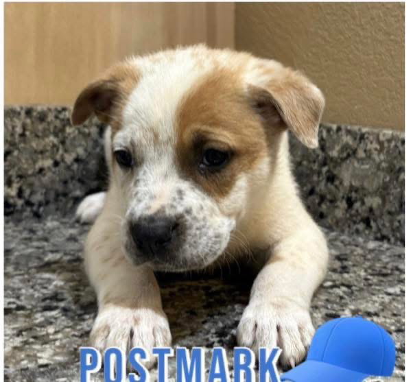 Postmark Image