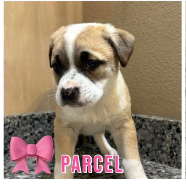Parcel Image