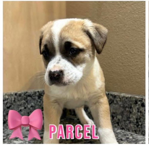 Parcel