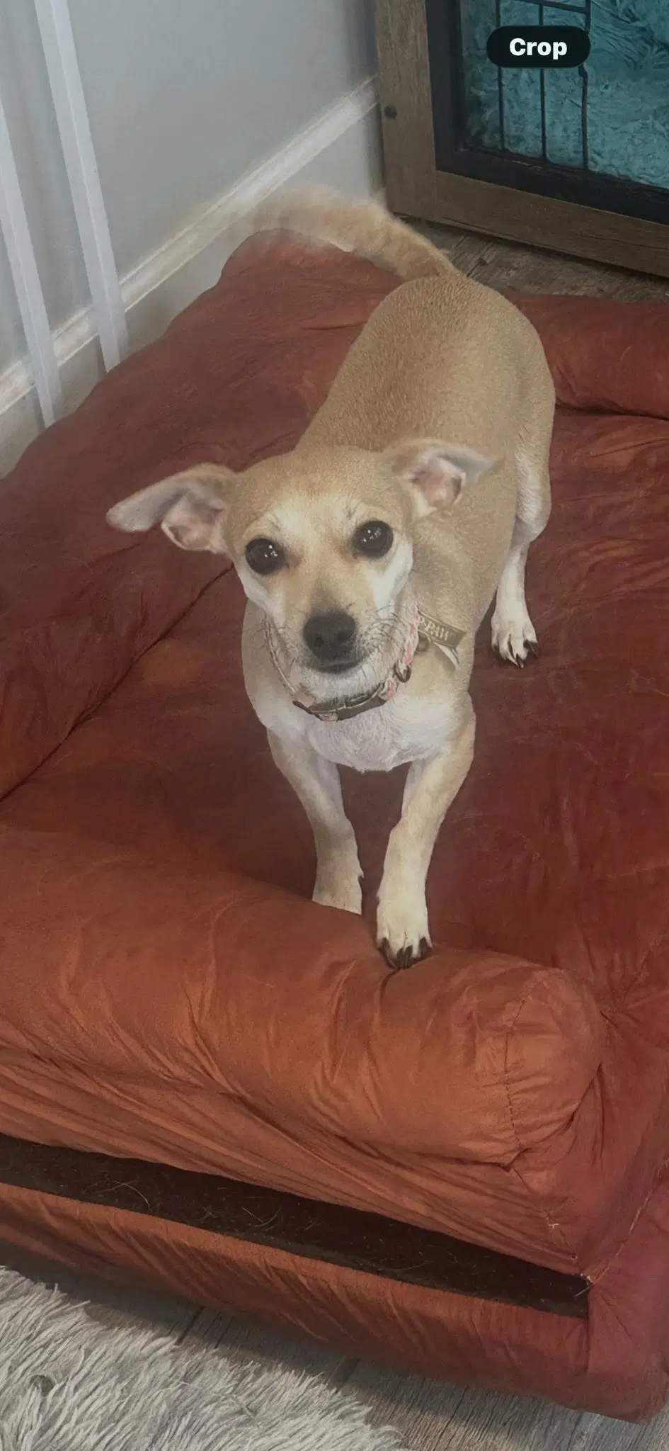 Moey - Chihuahua