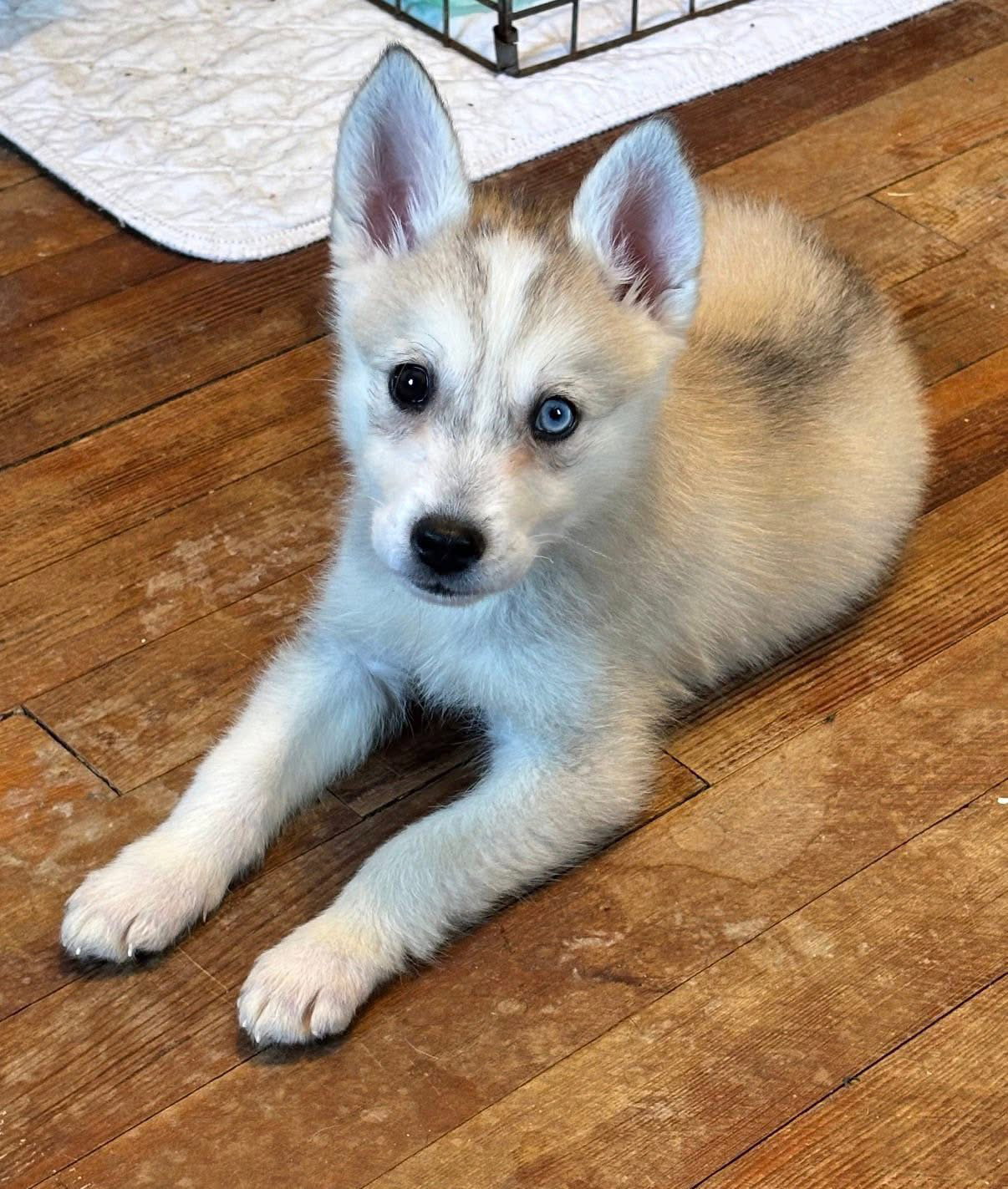 Husky puppy Image