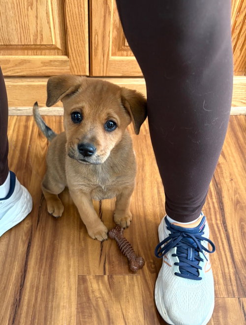 Coco -Pup