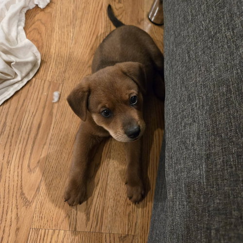 Mocha