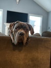 Capo