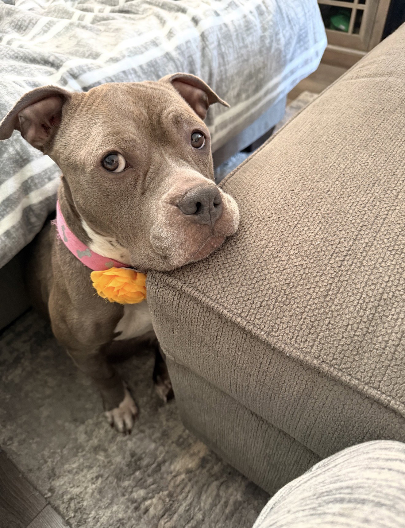 Bella