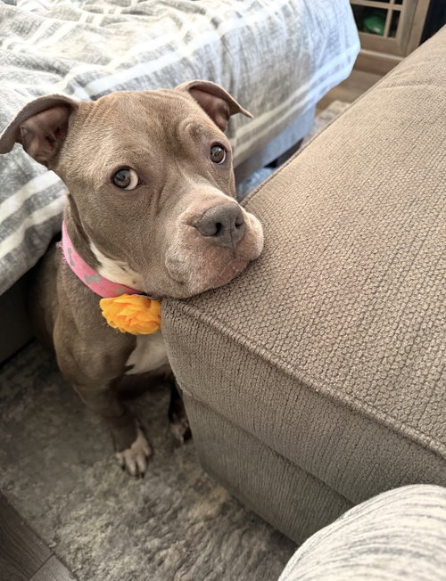 Bella