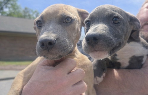 Pit Puppies
