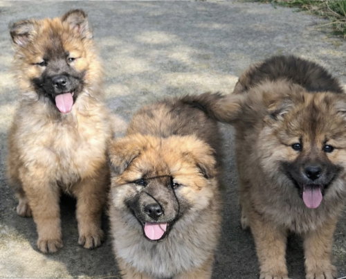 Chow mix puppies