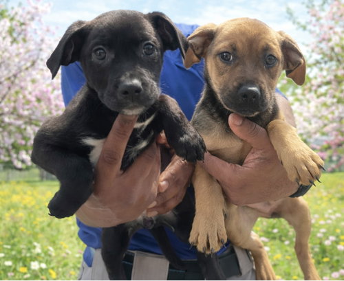 Lab mix puppies