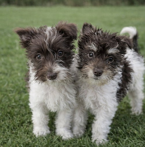 Schnoodle puppies