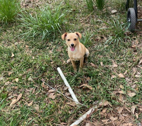 Joe, an adoptable Chihuahua in Jackson Township, NJ