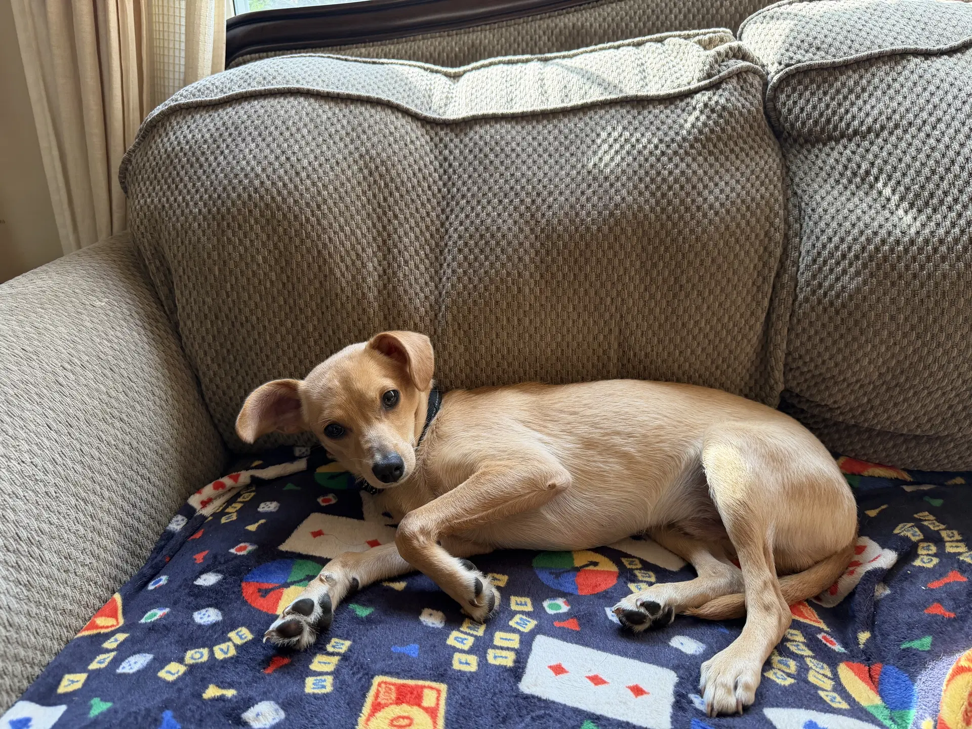 Joey image 3