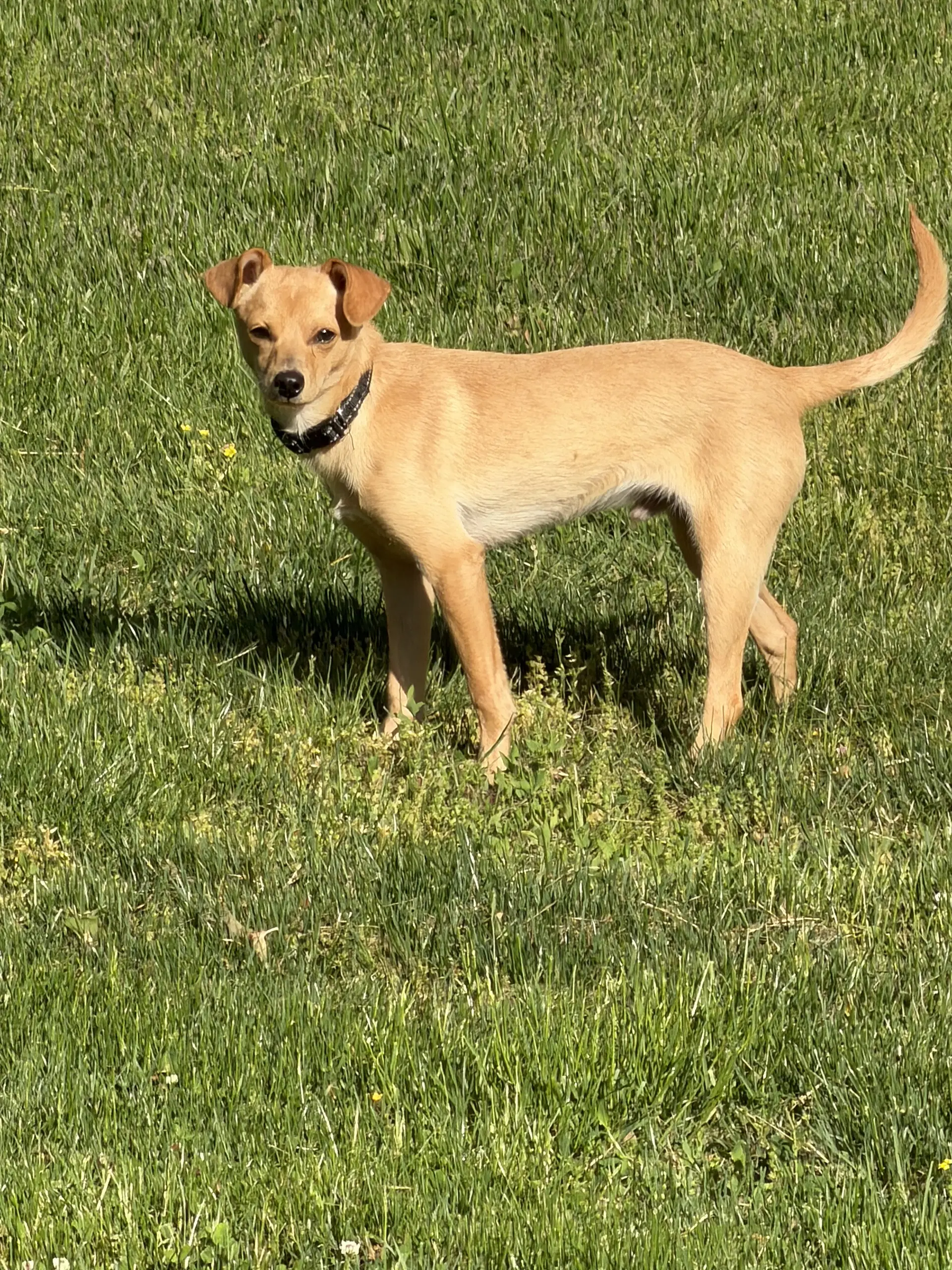 Joey - Chihuahua