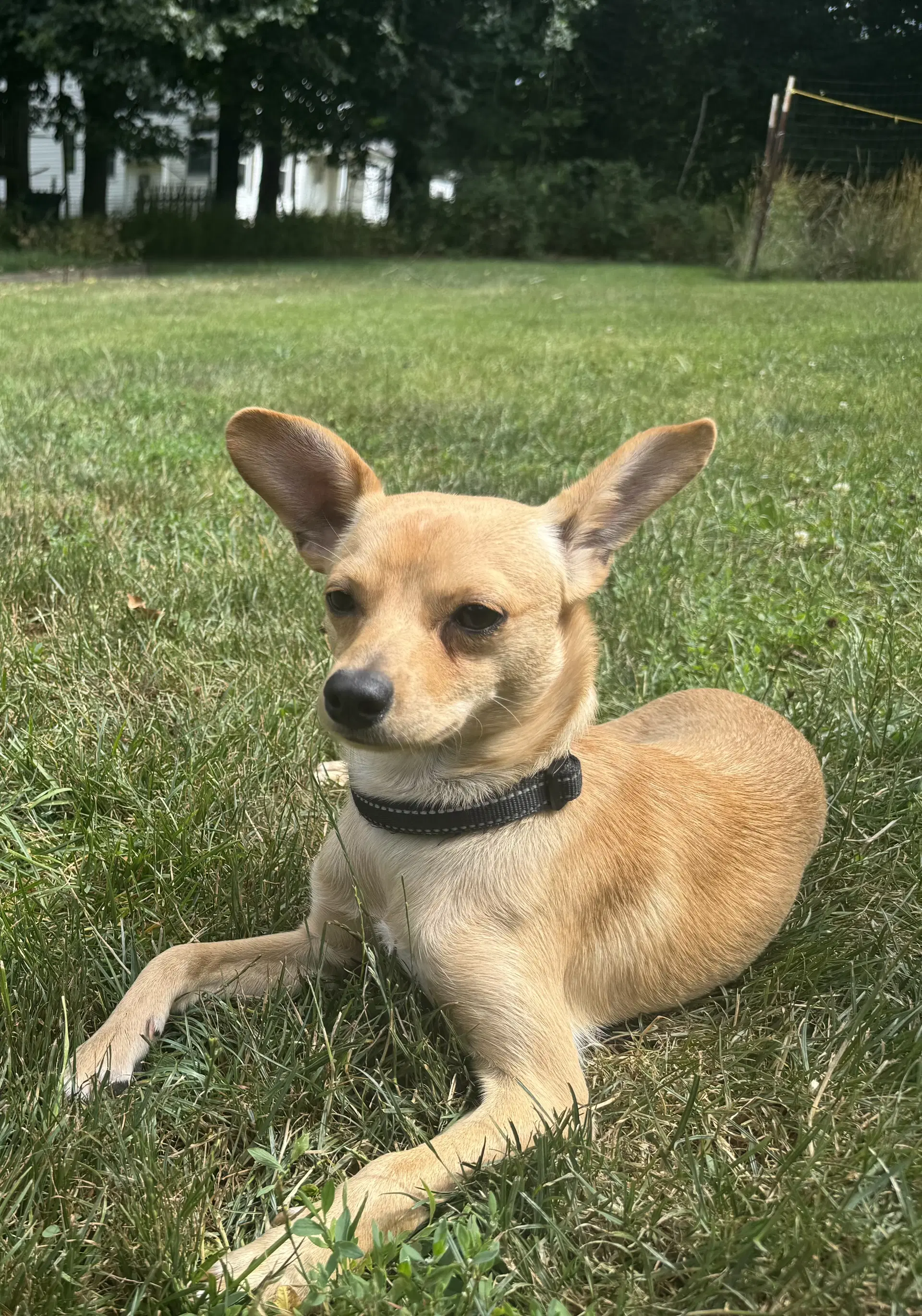 Joey image 2