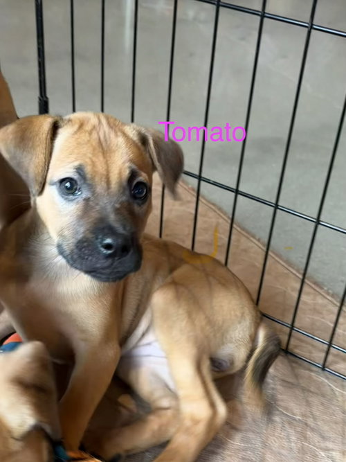 Bacon and Tomato, an adoptable Boxer in Jackson Township, NJ